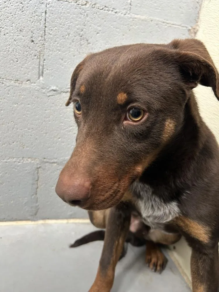 Count Chocula thumbnail 4