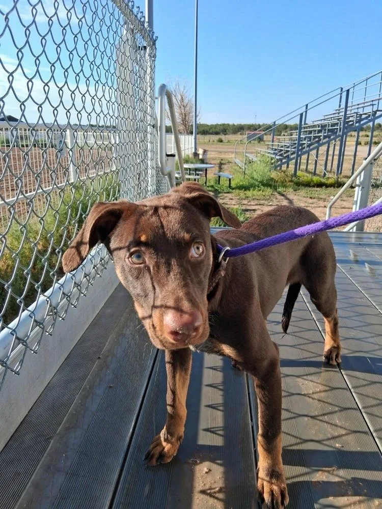 Count Chocula thumbnail 5