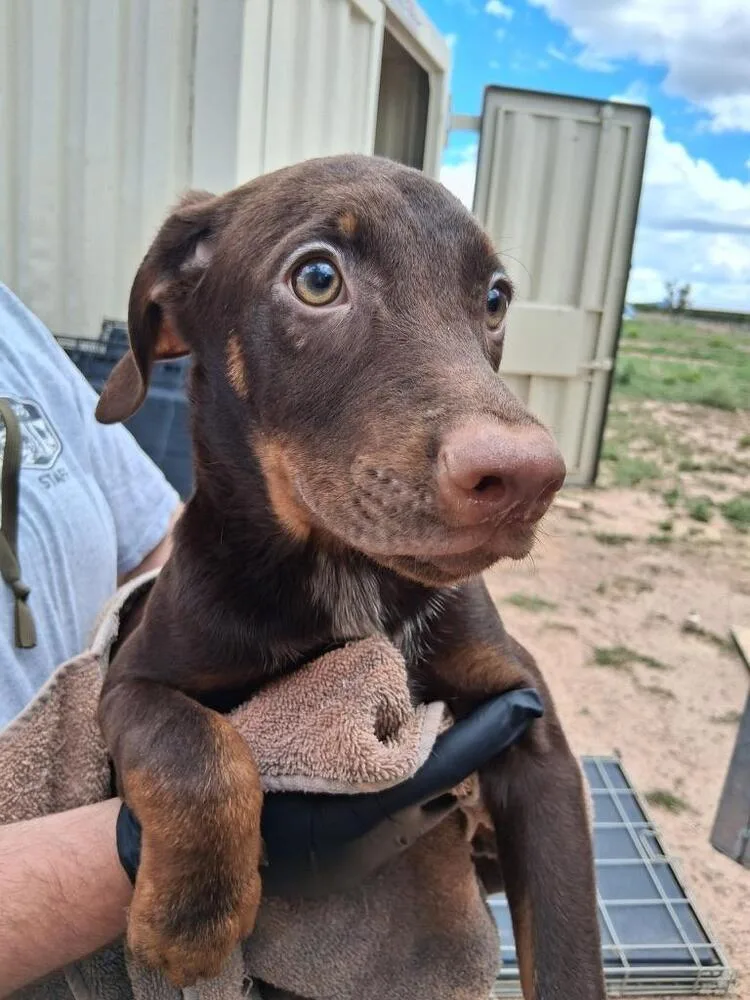 Count Chocula thumbnail 6