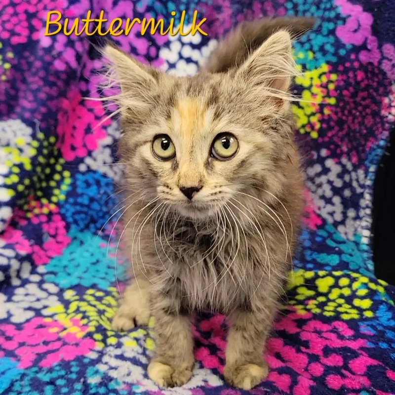 Buttermilk