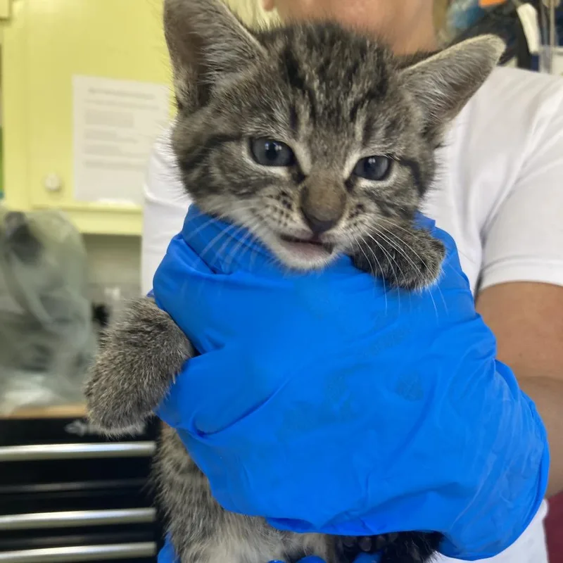 A baby small-sized female Black Domestic Short Hair cat named Puddin' for adoption in Volcano, HI