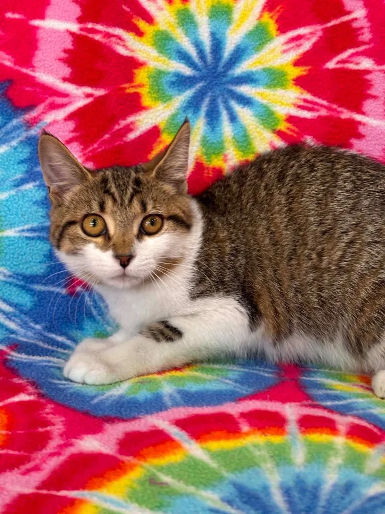 A baby small-sized female Domestic Short Hair cat named Truvy for adoption in Warrenton, NC