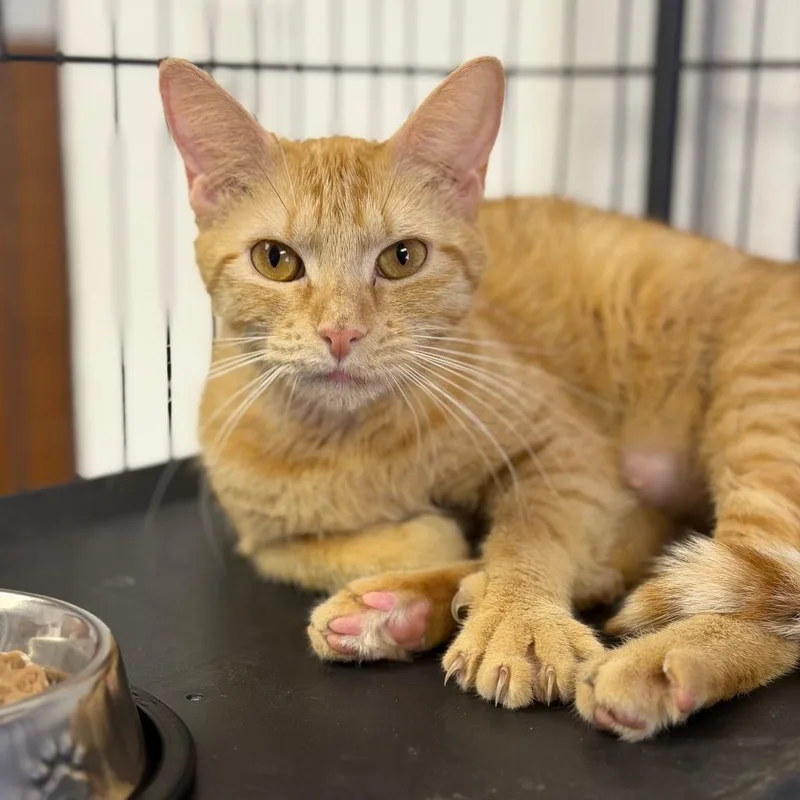 An adult medium-sized female Orange / Red Domestic Short Hair cat named Orange Blossom for adoption in Buffalo, MN