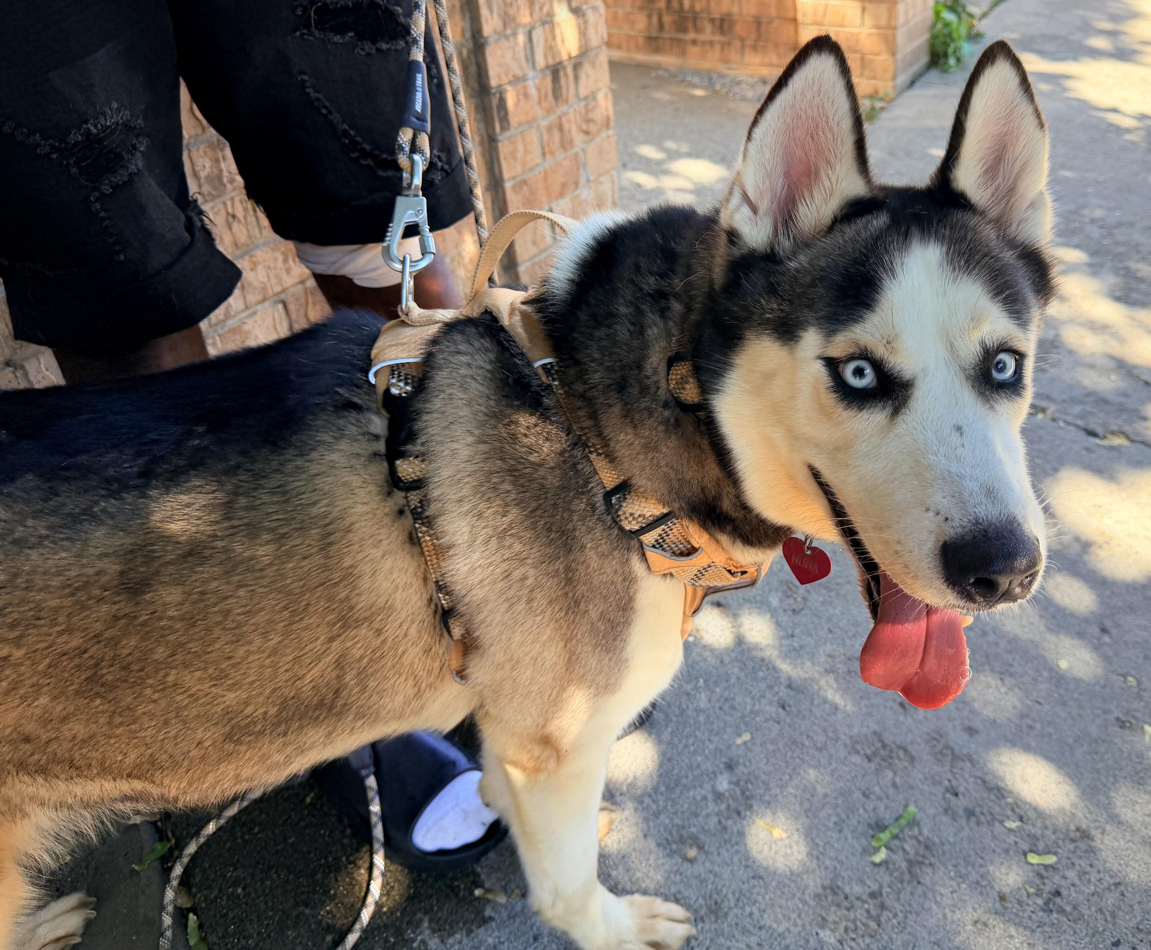 An adult large-sized female Siberian Husky dog named Moona for adoption in New York, NY