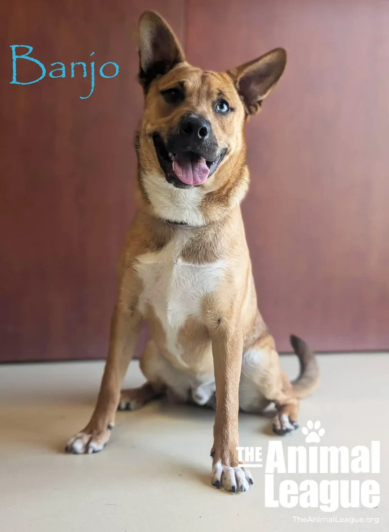 Banjo