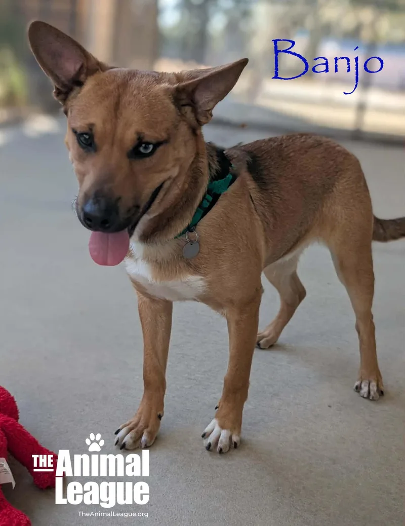 Banjo thumbnail 3