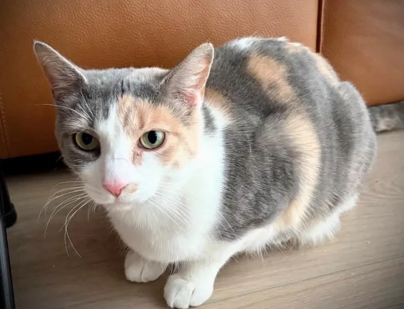 A young medium-sized female Dilute Calico cat named Paige for adoption in Buffalo, NY