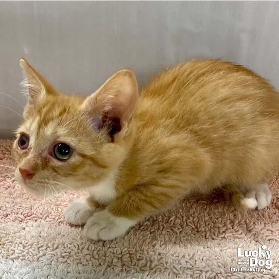 A baby medium-sized male Orange & White Domestic Short Hair cat named Rusty for adoption in Washington, DC