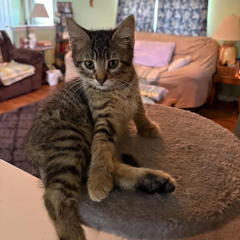 A baby small-sized female Tabby (Brown / Chocolate) Domestic Short Hair cat named Hermione for adoption in Sedalia, MO