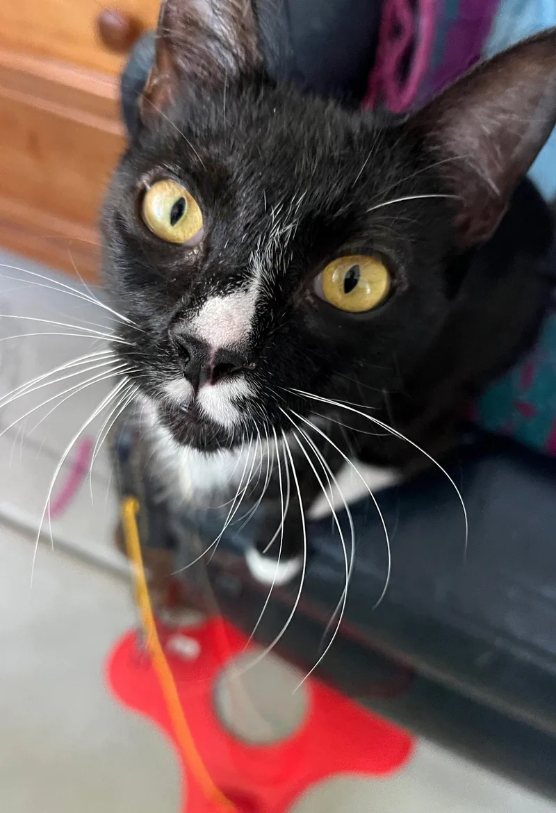 A young small-sized female Black & White / Tuxedo Tuxedo cat named Flame and Raindrop for adoption in Walnut Creek, CA