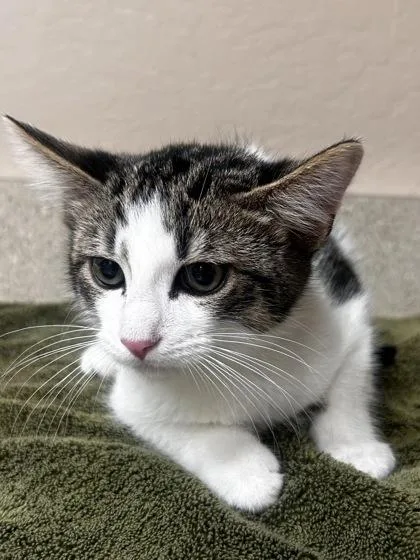 A young small-sized male Domestic Short Hair cat named Stefan for adoption in Phoenix, AZ