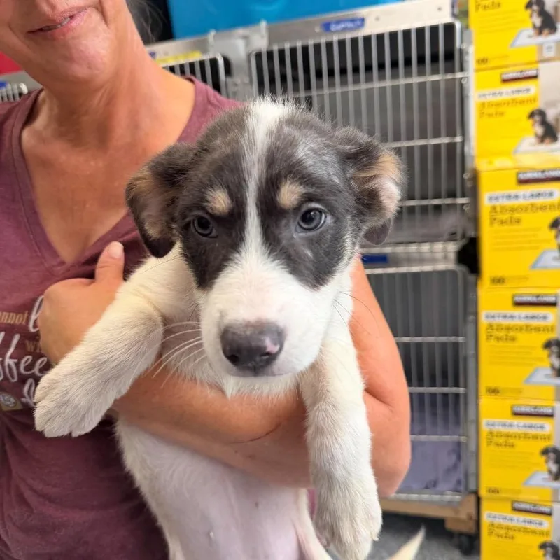 A baby medium-sized female White / Cream Mixed Breed dog named Belinda for adoption in Fredericksburg, VA
