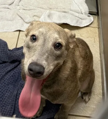 An adult medium-sized male Mixed Breed dog named Malibu for adoption in Honolulu, HI