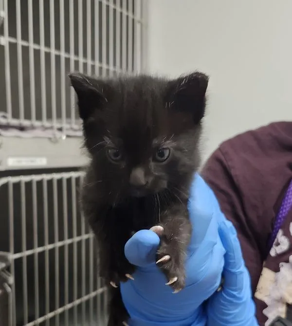 A baby small-sized male Domestic Short Hair cat named OhLa for adoption in Silverdale, WA