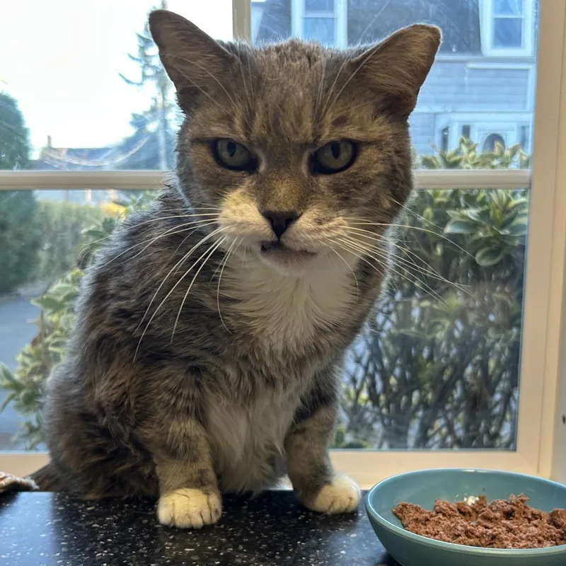 A senior large-sized male Gray / Blue / Silver Domestic Short Hair cat named Rocket for adoption in Oyster Bay, NY