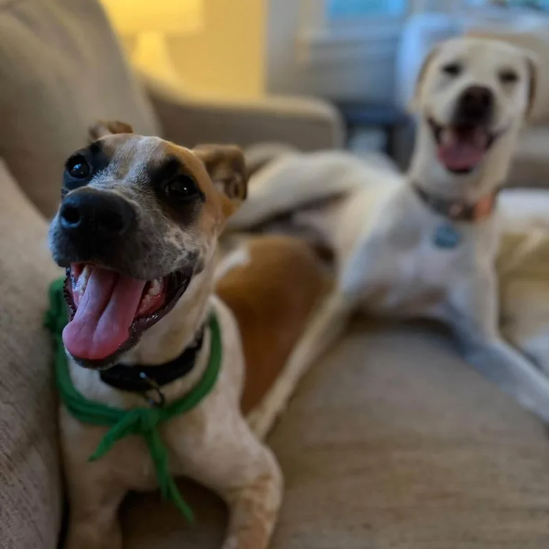 A baby medium-sized male Mixed Breed dog named Gully for adoption in Barrington, NH