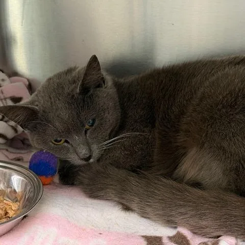 A young medium-sized female Domestic Short Hair cat named Pillow for adoption in Cumming, GA