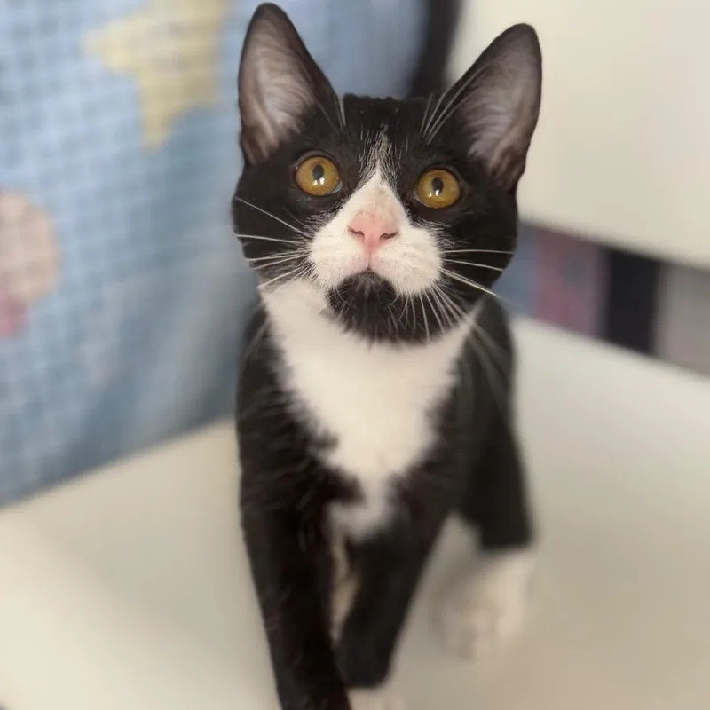 A young small-sized male Domestic Short Hair cat named Chevy for adoption in Ridgely, MD