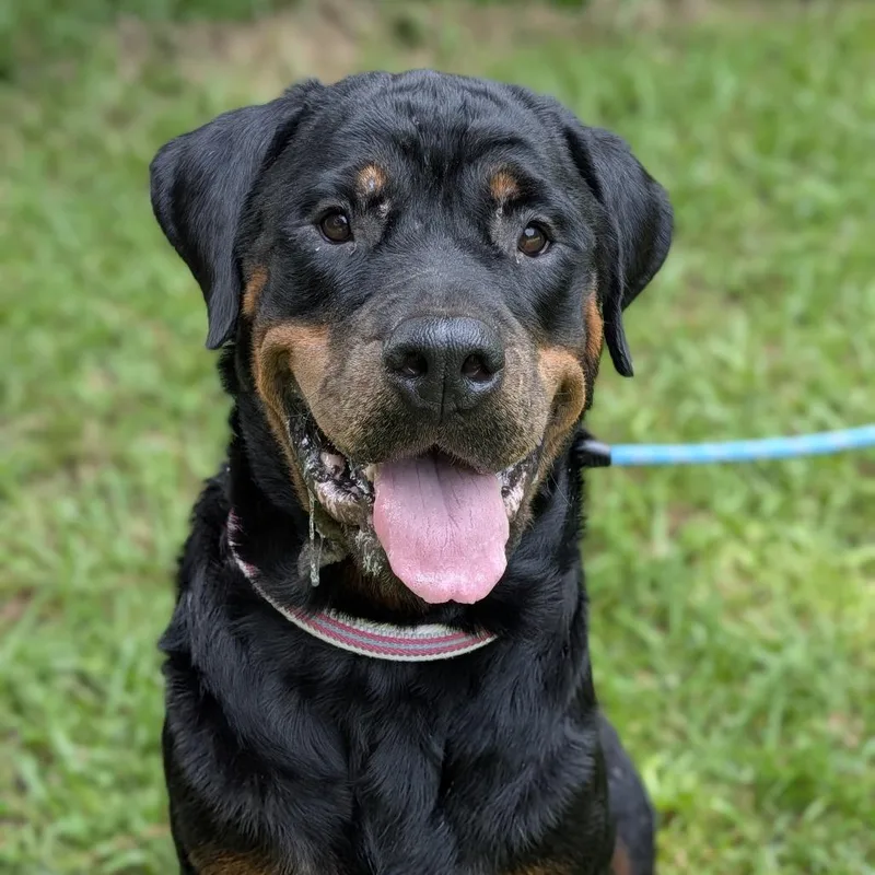 An adult large-sized female Black Rottweiler dog named Darla for adoption in Covington, GA