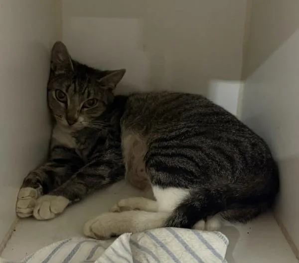 A young small-sized female Domestic Short Hair cat named Peanut Butter for adoption in San Diego, CA