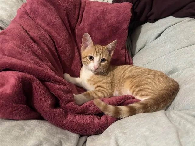 A baby small-sized male Domestic Short Hair cat named Meu for adoption in Westminster, MD