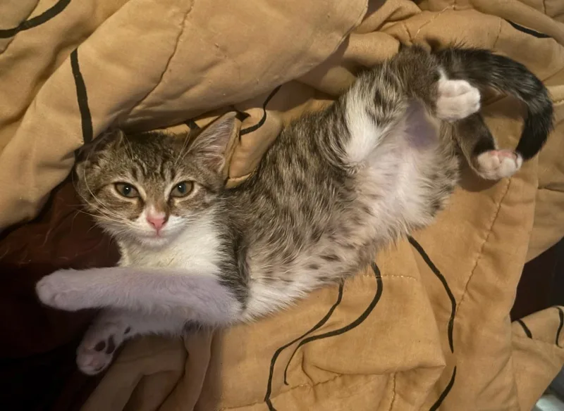 A baby small-sized female Tabby (Brown / Chocolate) Tabby cat named Iris for adoption in Burbank, CA