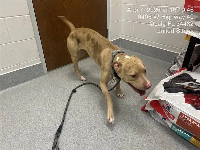 A young medium-sized female Pit Bull Terrier dog named Lady for adoption in Ocala, FL