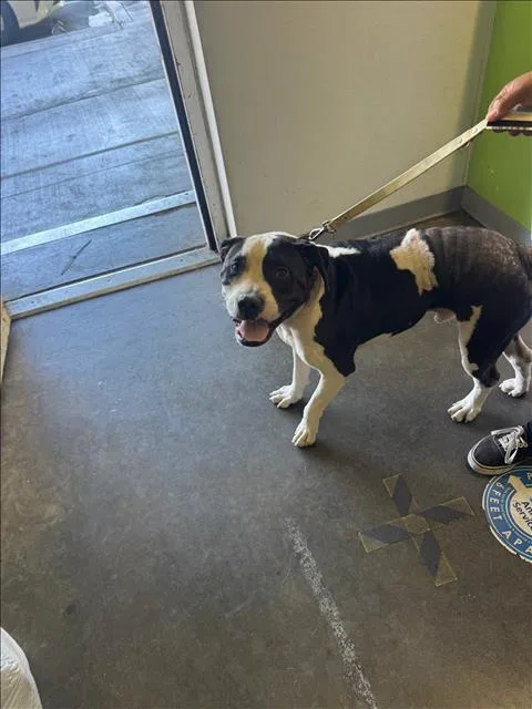 An adult small-sized male Mixed Breed dog named Midnight for adoption in Los Angeles, CA