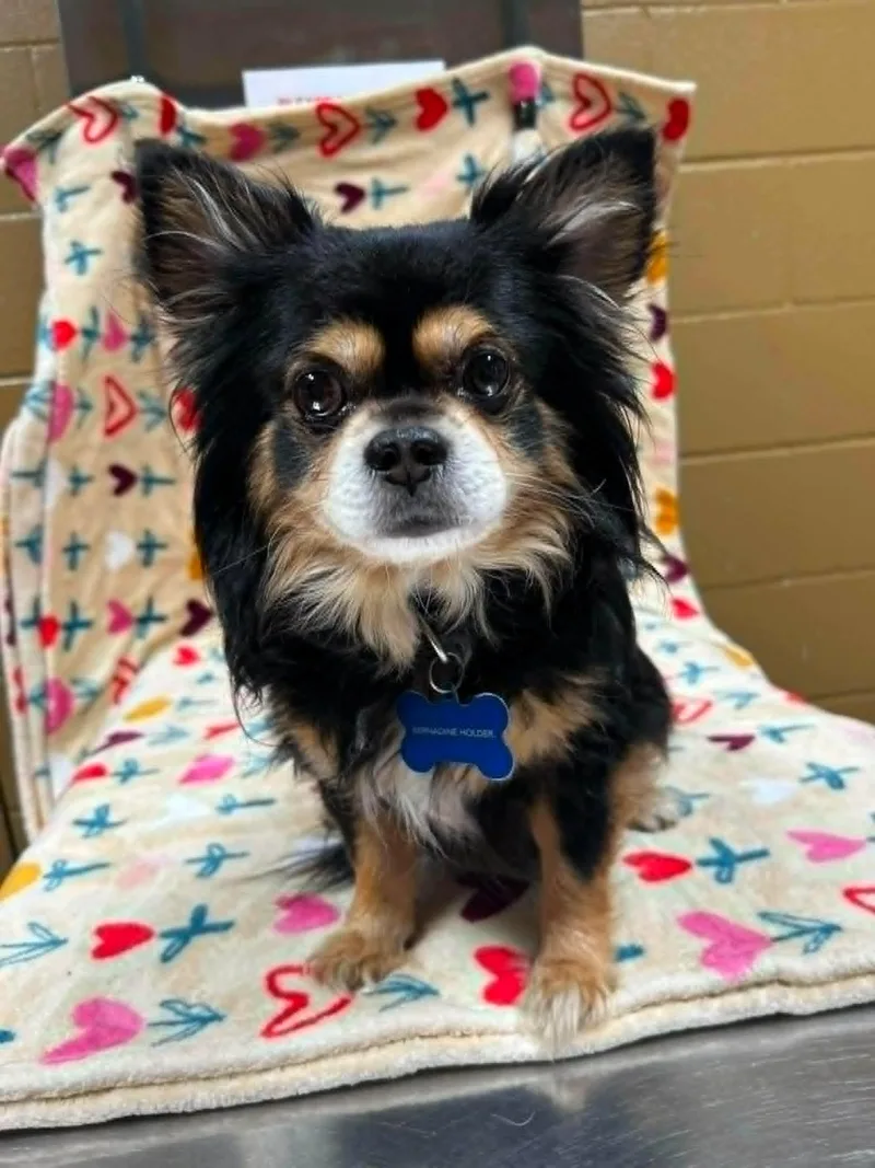 An adult small-sized male Tricolor (Brown, Black, & White) Chihuahua dog named Tippy and Jasper for adoption in North Berwick, ME