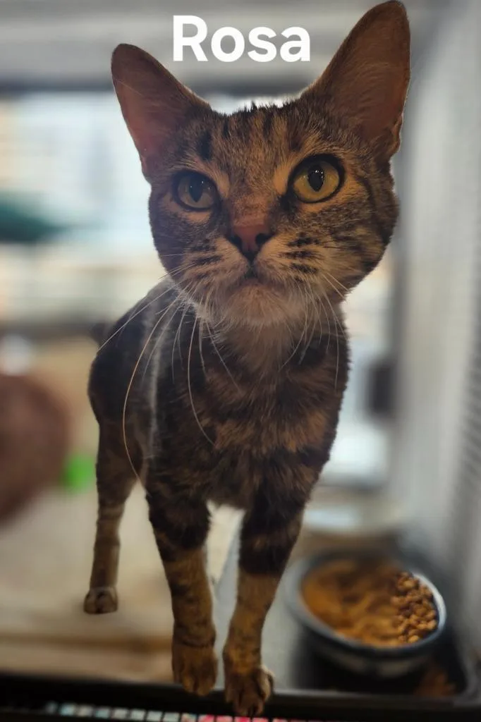 An adult small-sized female Domestic Short Hair cat named Rosa for adoption in Rutherfordton, NC