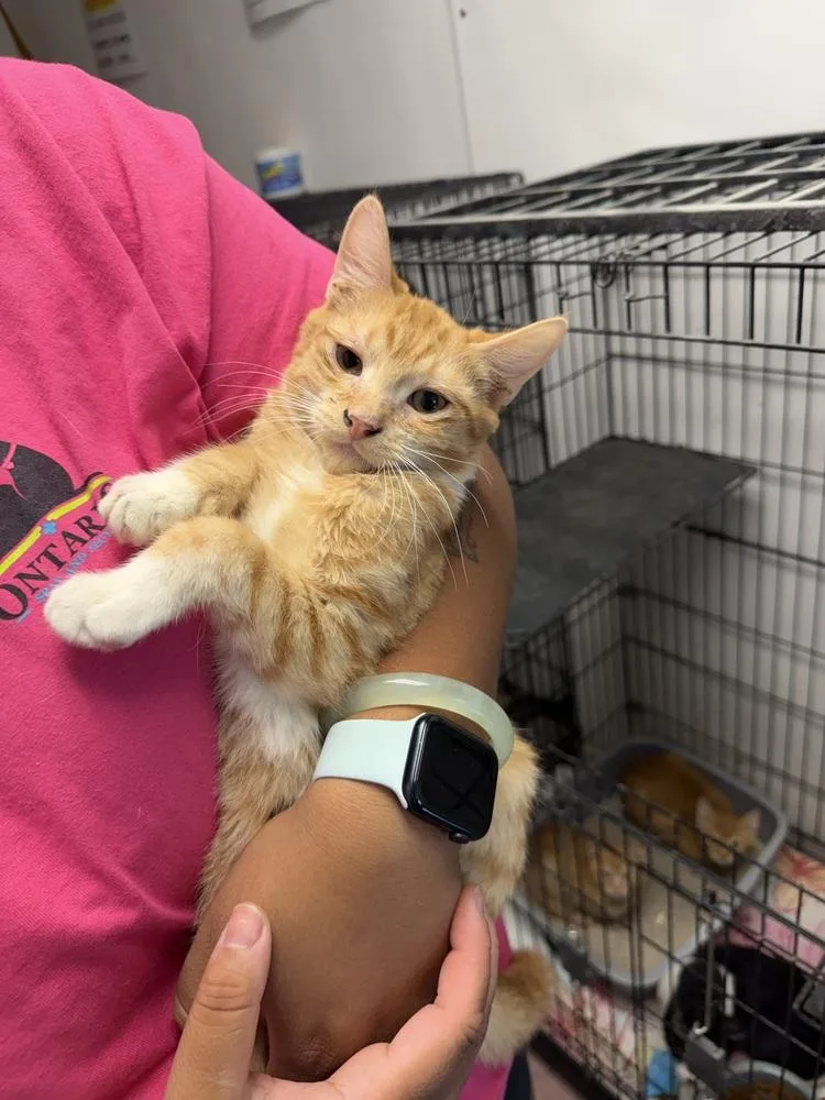 A young small-sized male Orange & White Domestic Short Hair cat named Isaiah for adoption in Ontario, CA
