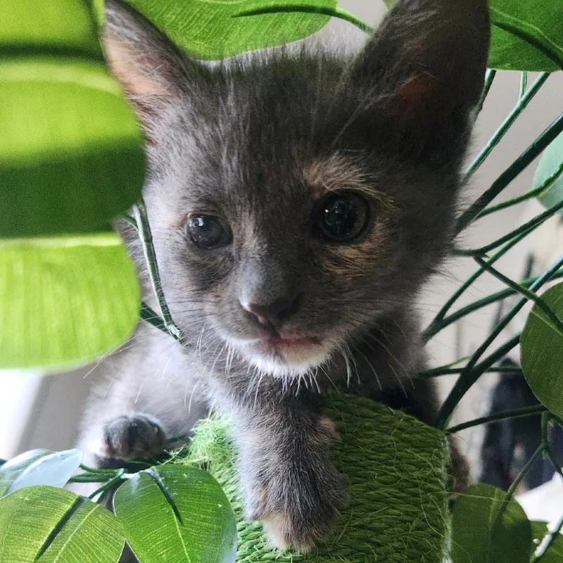 A baby small-sized female Gray / Blue / Silver Domestic Short Hair cat named Sunshine for adoption in Los Angeles, CA