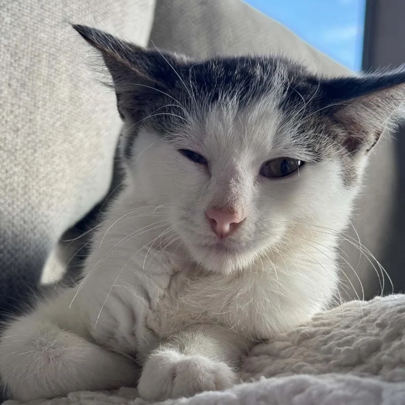 A baby small-sized male White Domestic Short Hair cat named Quarter for adoption in Buffalo, MN