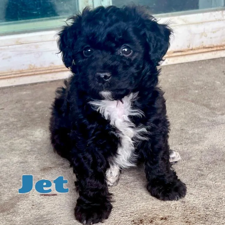 Jet