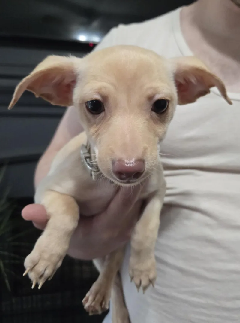 A baby small-sized male Yellow / Tan / Blond / Fawn Chihuahua dog named Junkanoo for adoption in Houston, TX