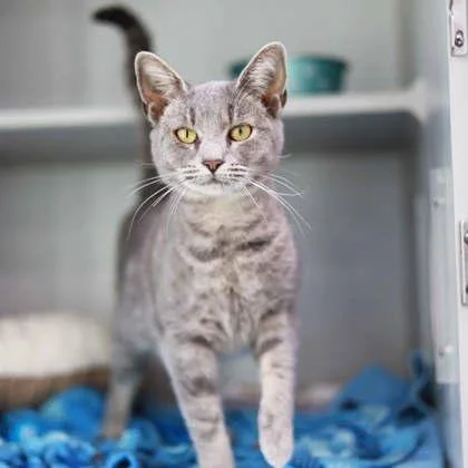 An adult small-sized female Gray / Blue / Silver Domestic Short Hair cat named Jewell for adoption in Atlanta, GA
