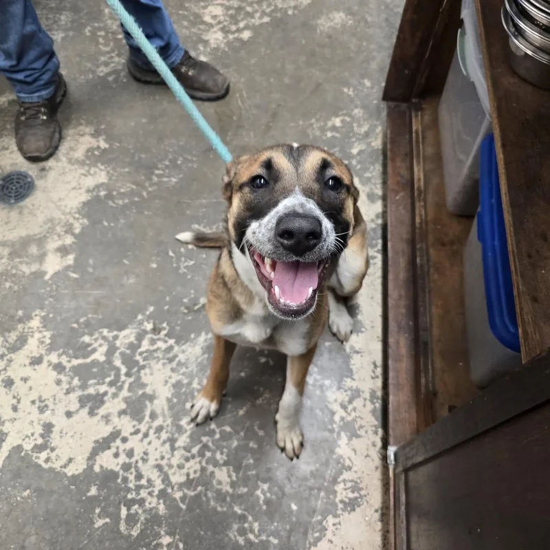 A baby large-sized female Tricolor (Brown, Black, & White) Shepherd dog named Adira for adoption in Saint Marys, PA