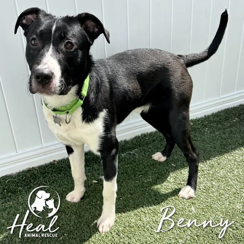 A young medium-sized male Black Border Collie dog named Benny for adoption in Youngwood, PA