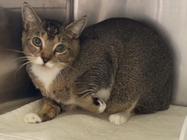 A young medium-sized male Domestic Short Hair cat named Timberlake for adoption in New York, NY