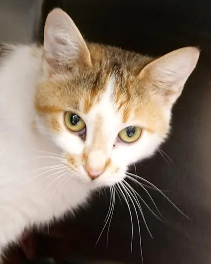 A young small-sized female Domestic Short Hair cat named Rogue for adoption in Fishers, IN