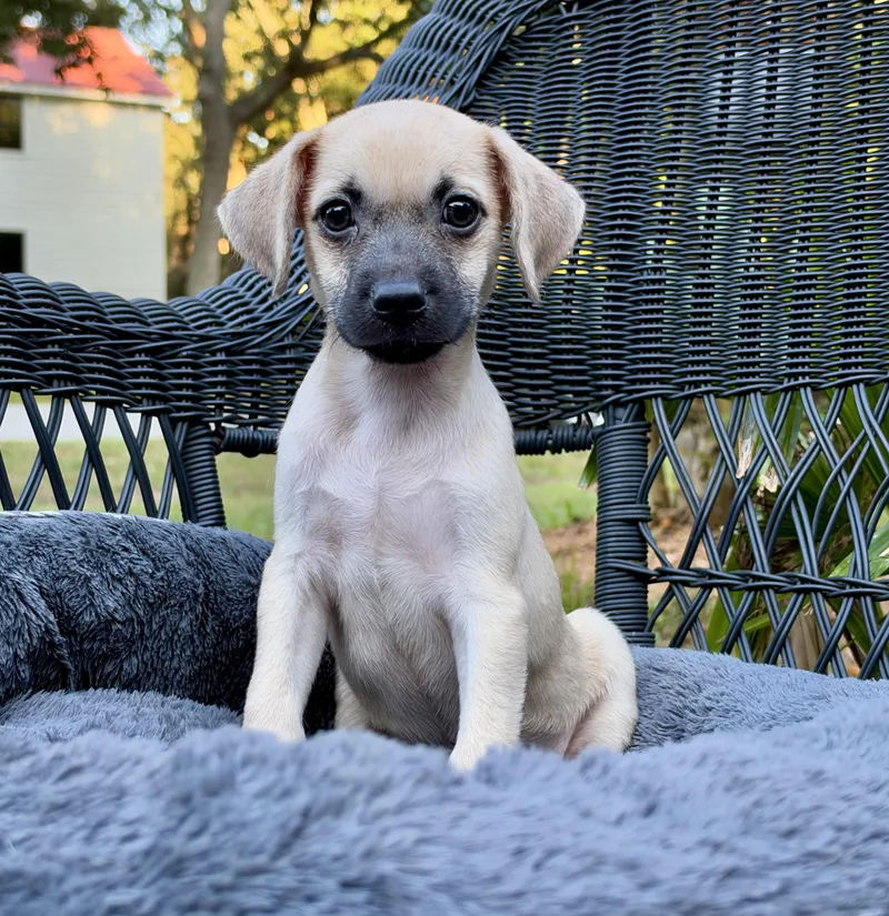 A baby small-sized male Yellow / Tan / Blond / Fawn Mixed Breed dog named Toaster for adoption in Mt Pleasant, SC