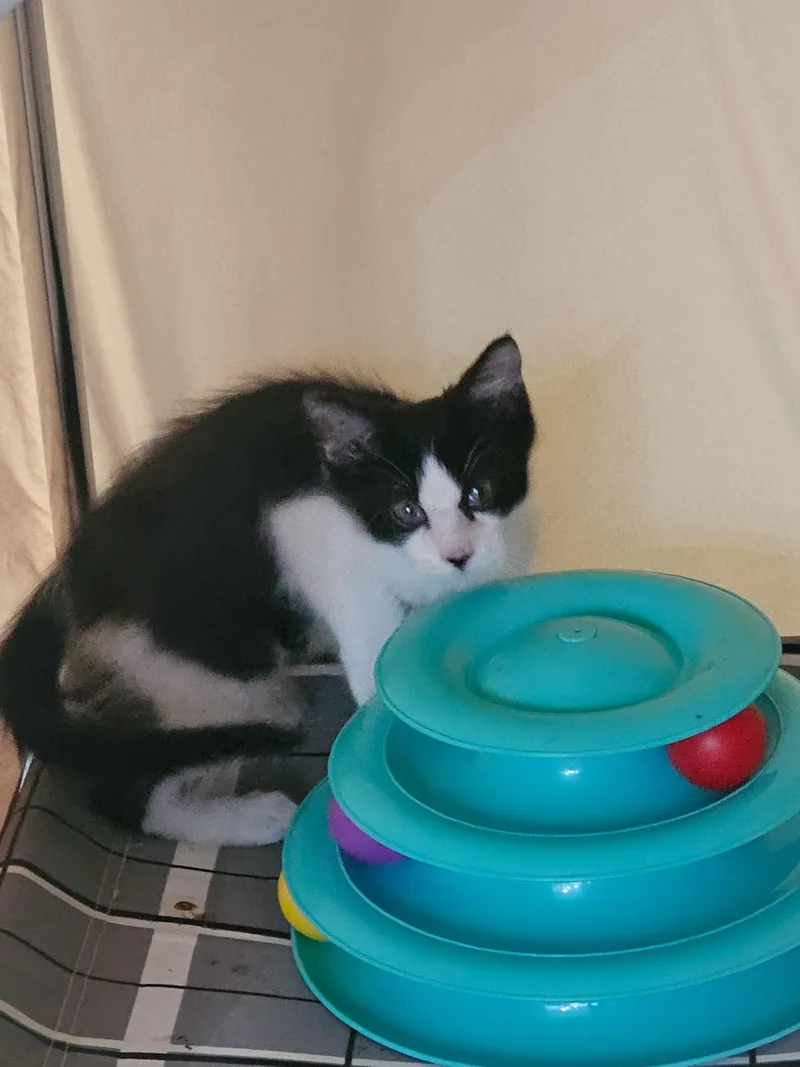 A young medium-sized male Black & White / Tuxedo Domestic Short Hair cat named Artemis for adoption in Naples, FL