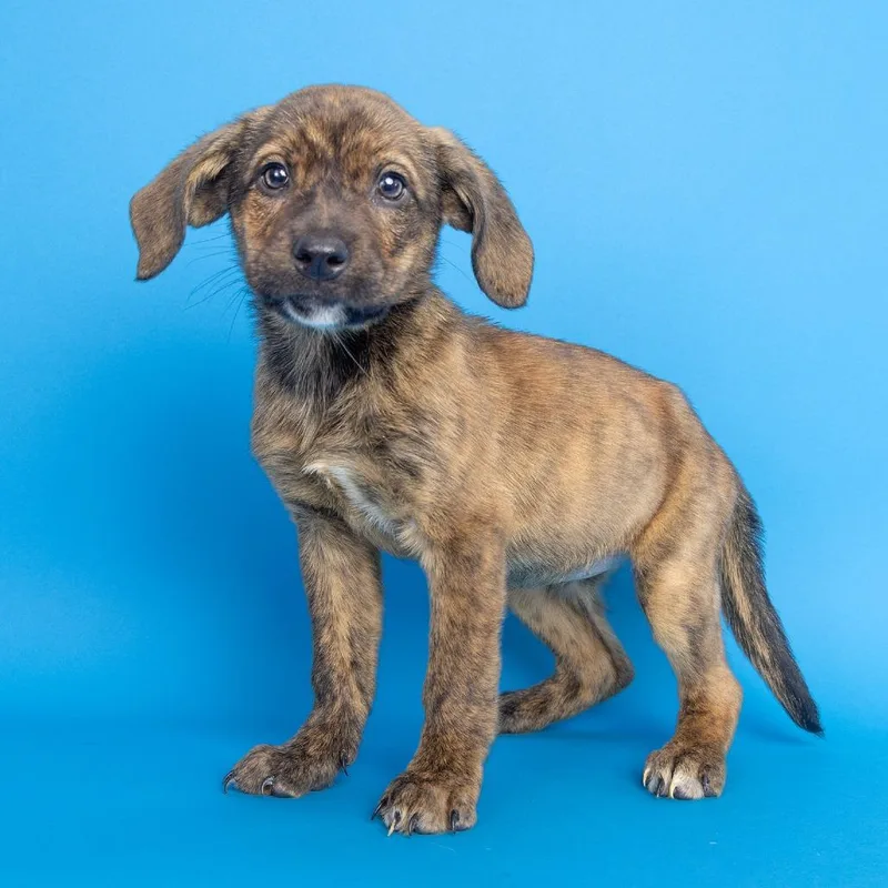 A baby medium-sized female Brindle Mixed Breed dog named Joyce for adoption in Franklin, TN