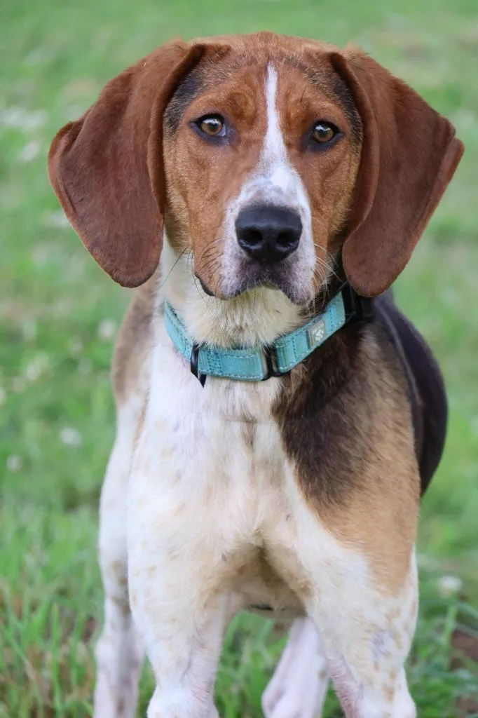 A young medium-sized male Mixed Breed dog named Leroy for adoption in Columbia, TN