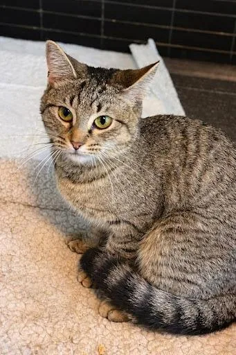 A young small-sized female Domestic Short Hair cat named Viola for adoption in Lunenburg, MA