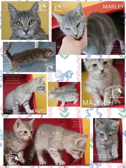 A baby small-sized female Domestic Short Hair cat named Mavis for adoption in Kenansville, NC