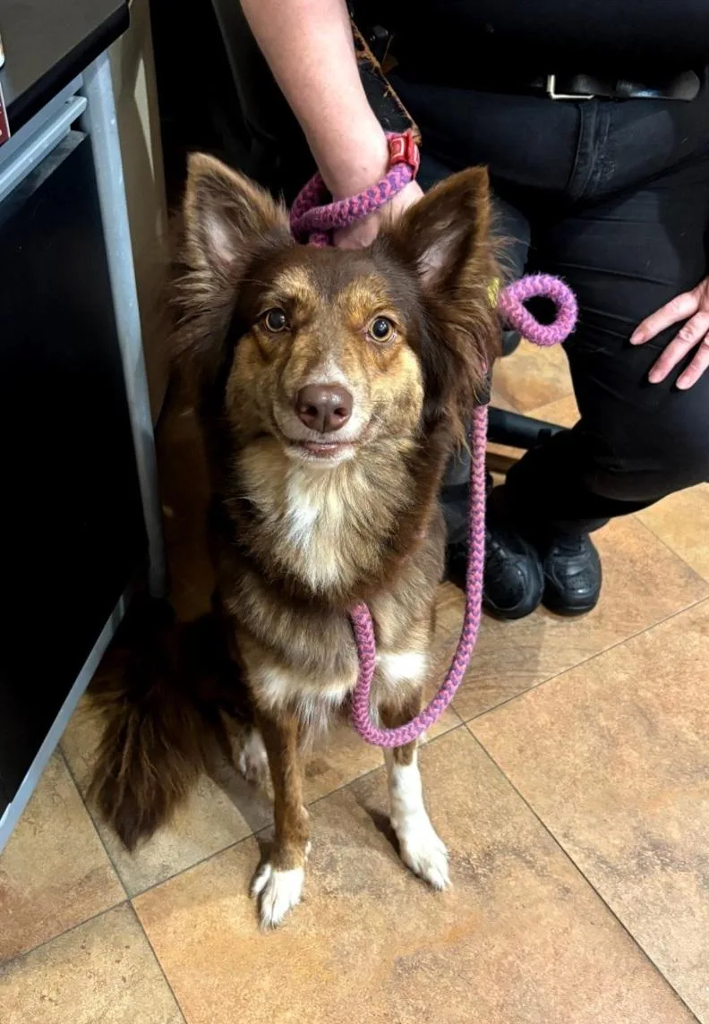 An adult medium-sized female Brown / Chocolate Australian Shepherd dog named 132 for adoption in Pawtucket, RI