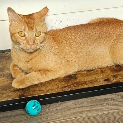 An adult medium-sized female Orange / Red Tabby cat named Amber for adoption in Bethlehem, PA