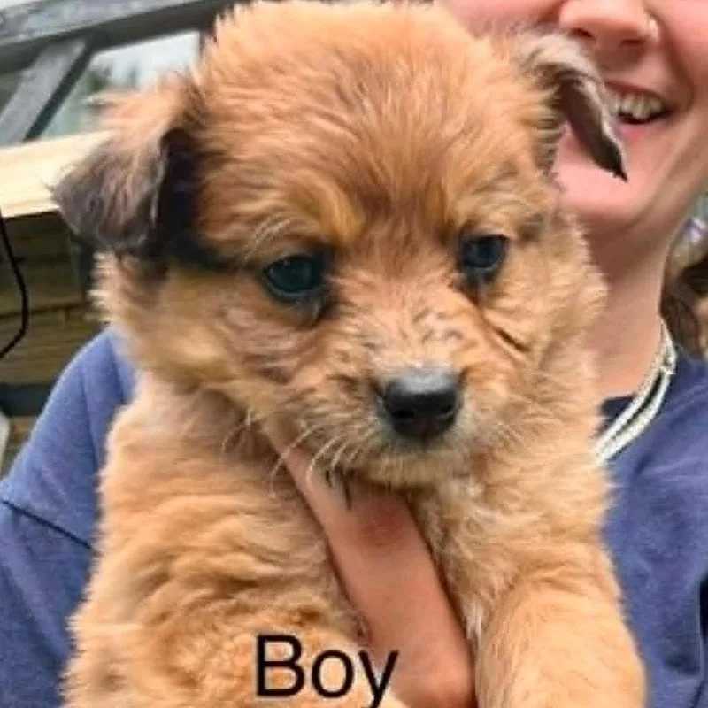 A baby small-sized male Yellow / Tan / Blond / Fawn German Shepherd Dog dog named Cody for adoption in Fairfax Station, VA