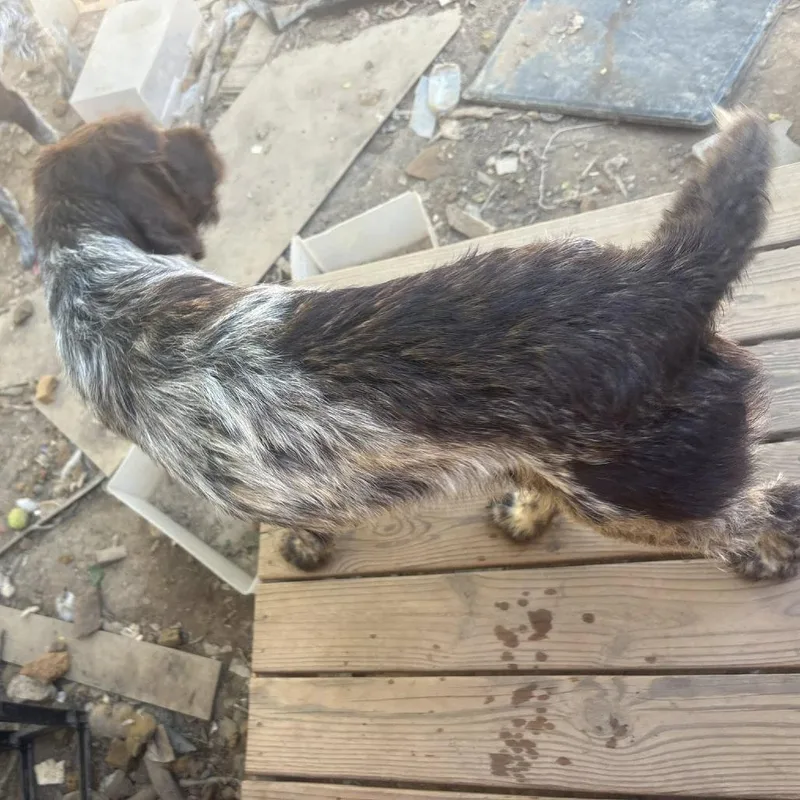 An adult small-sized female Brown / Chocolate German Wirehaired Pointer dog named Benelli for adoption in Santa Rosa, CA
